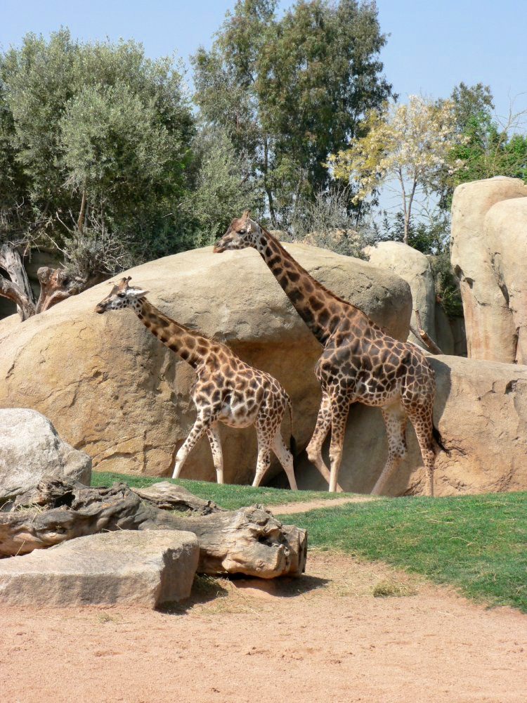 Bioparc Valencia