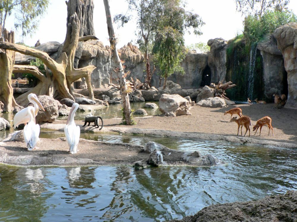 Bioparc Valencia