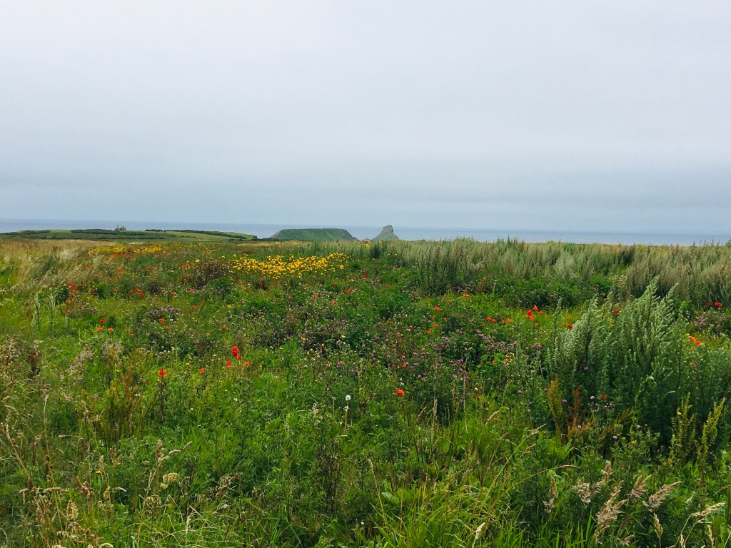 Wildflowers Worms Head