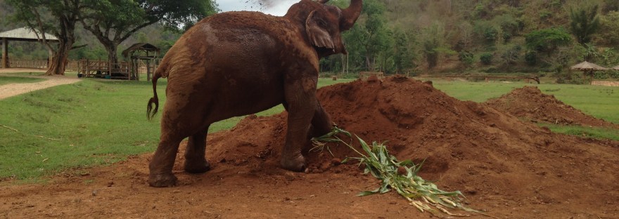 Elephant Nature Park