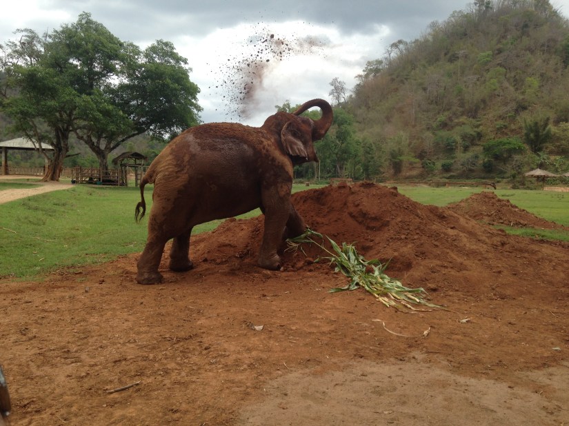 Elephant Nature Park
