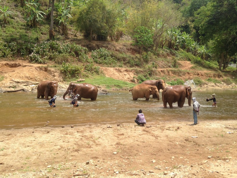 Elephant Nature Park