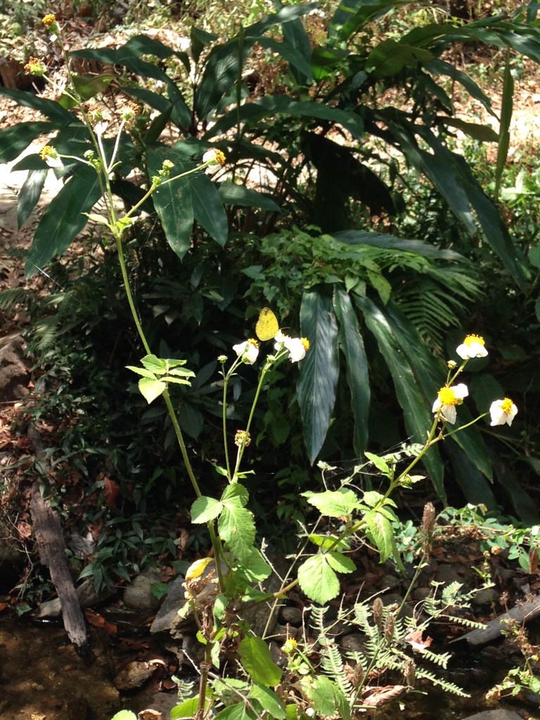 Doi Suthep-Doi Pui National Park