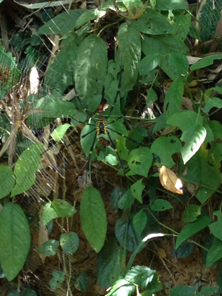 Khao Sok National Park