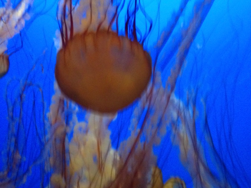 Monterey Aquarium