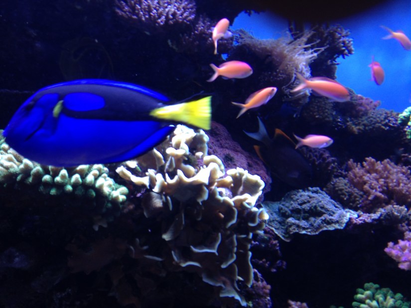 Monterey Aquarium