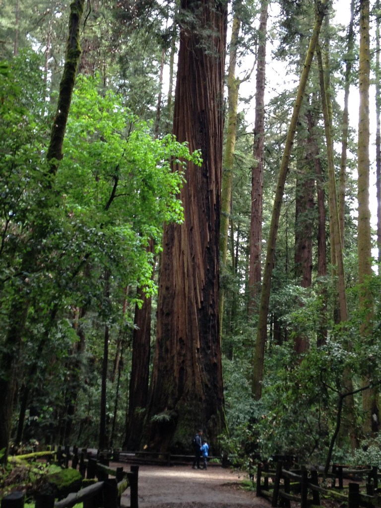 Henry Cowell Redwoods State Park