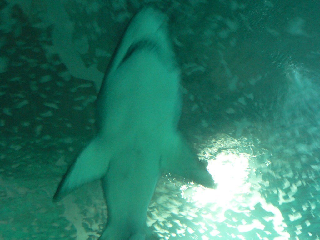 Oceanografic Valencia