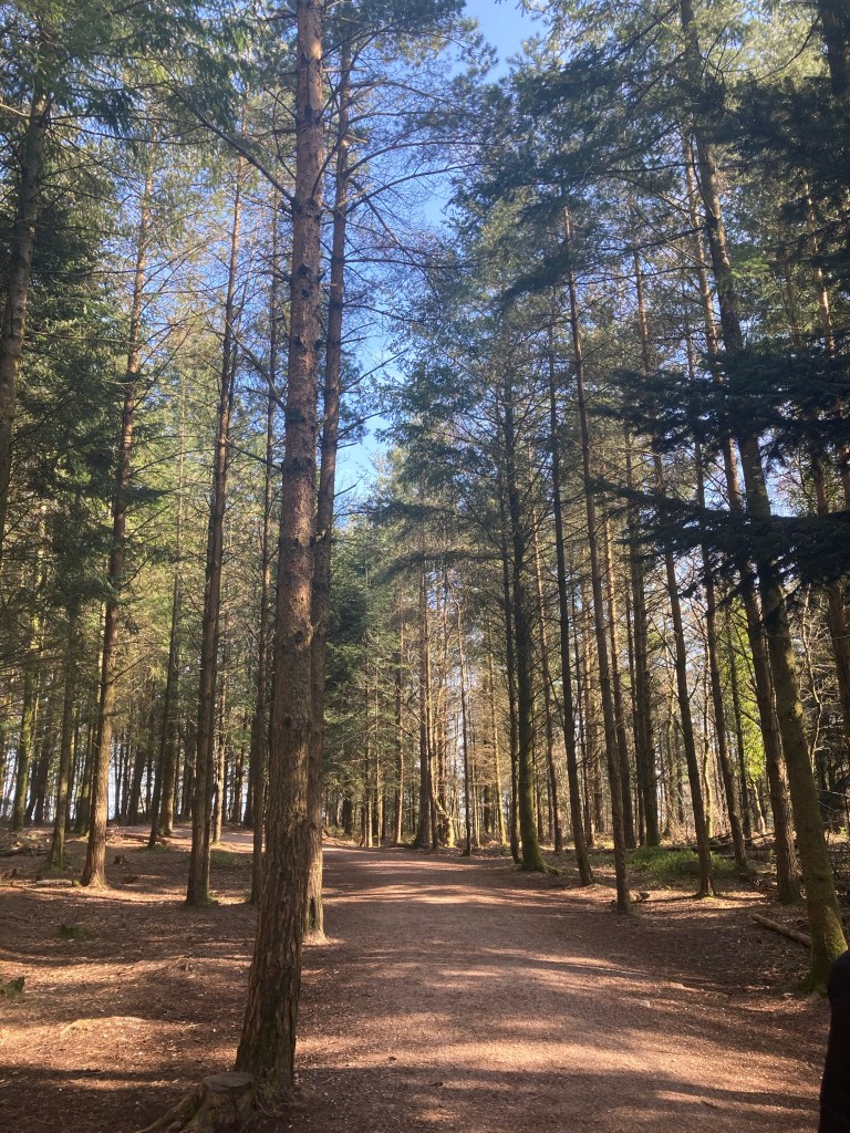 Haldon Forest