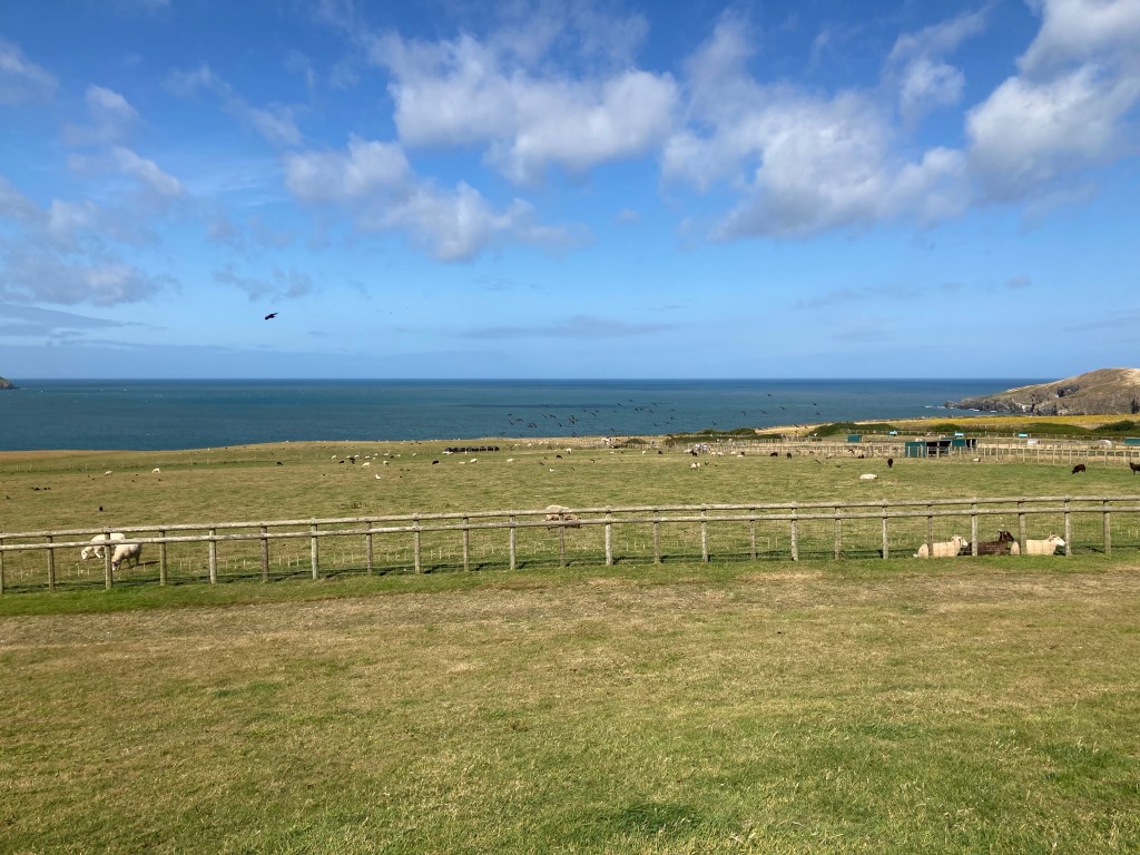 Cardigan Coastal Farm Park