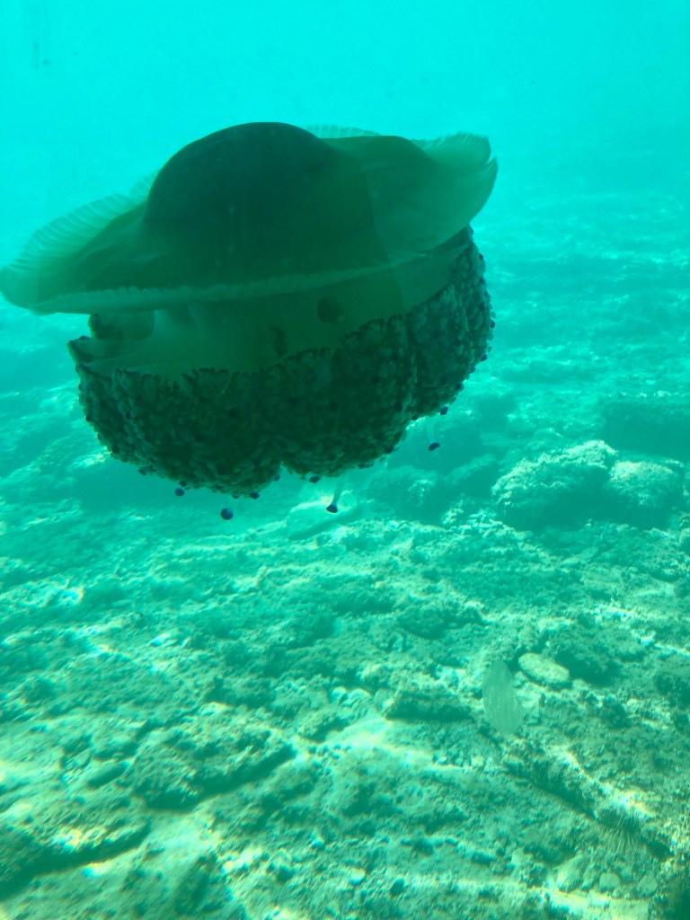 Jellyfish on Slovenian Coast