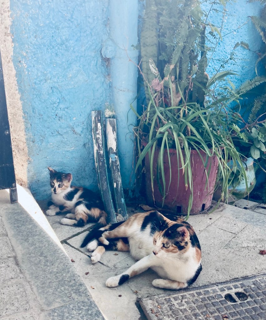 Cats of Tangier