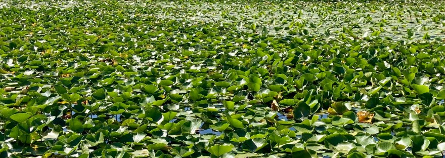 Lake Skadar