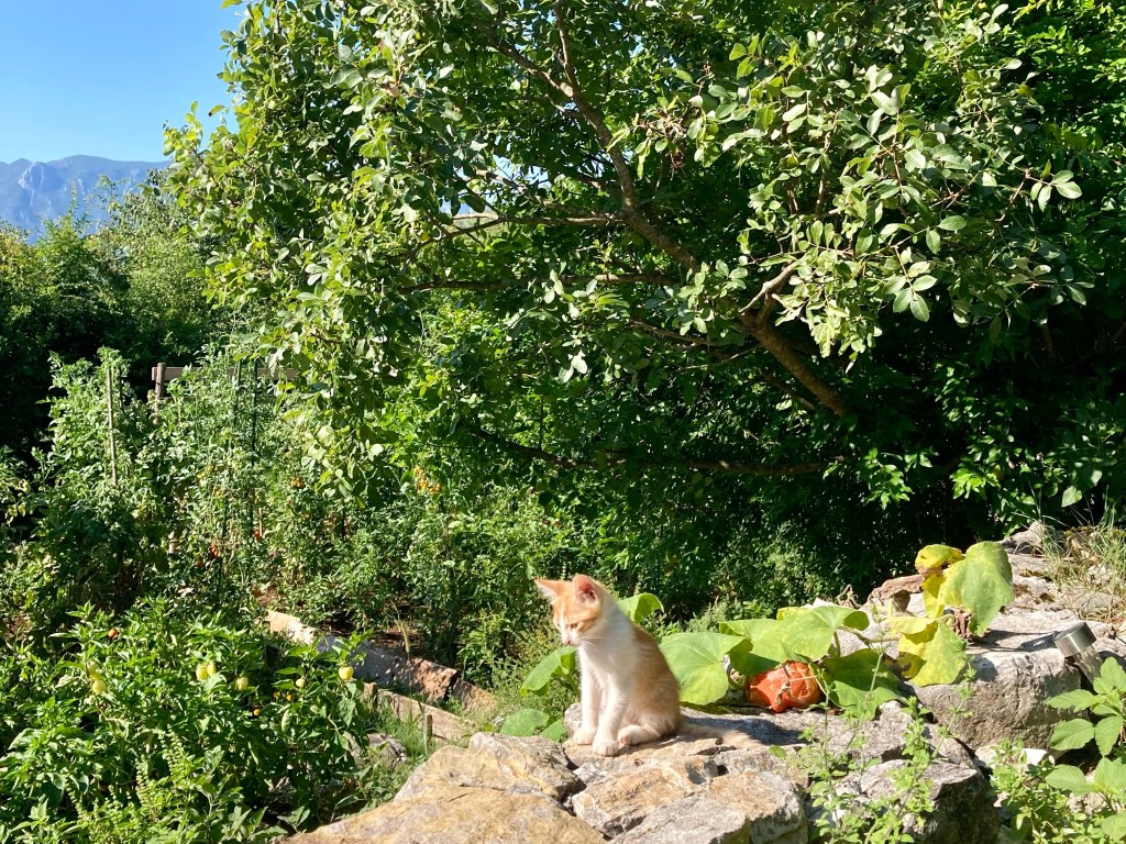 Kitten at Hoopoe Glamping Montenegro