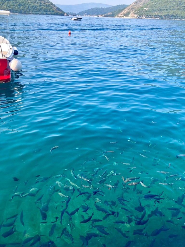 Fish in the sea next to Hotel Conte in Perast