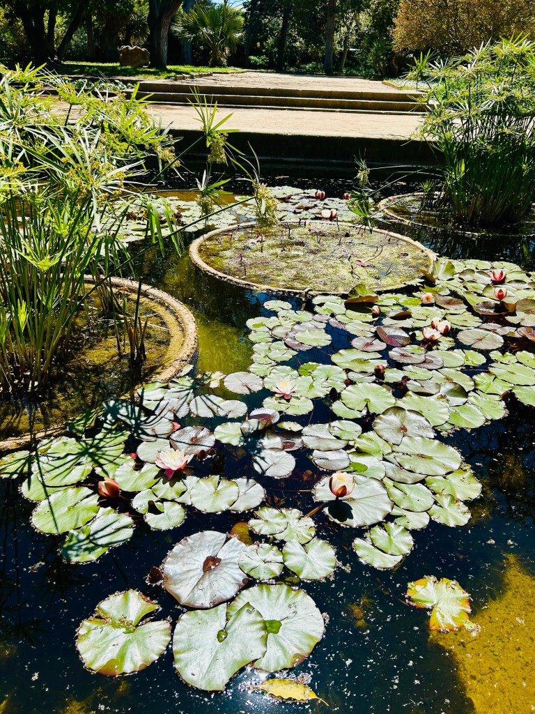Gardens with lily pads Montjuic Barcelona